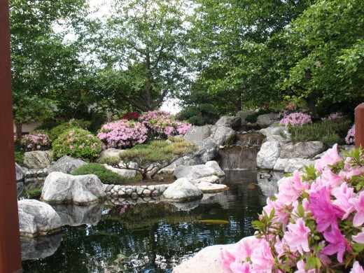 Koi pond at the Japanese Friendship Garden