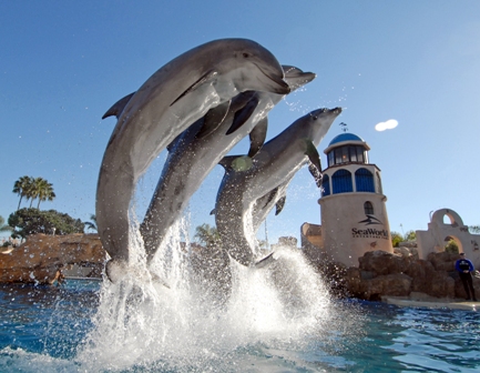 Dolphin Discovery at SeaWorld San Diego