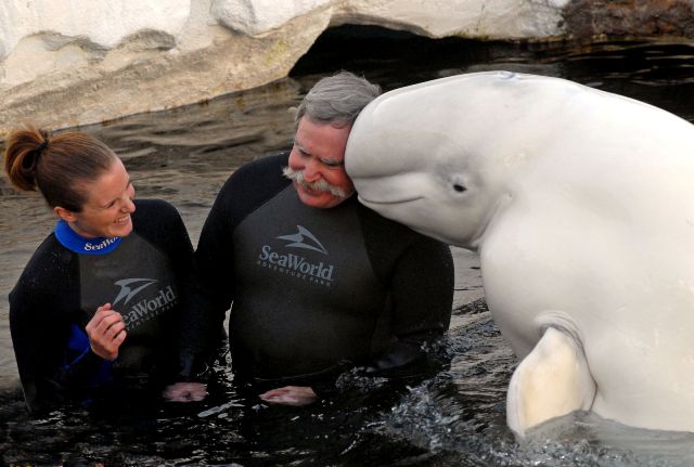 An unforgettable Father's Day with a Beluga Whale at SeaWorld.