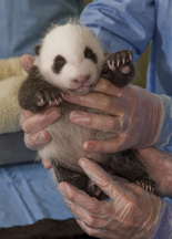 Giant Panda Cub with Milk Moustache at San Diego Zoo