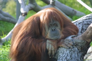 He's eagerly awaiting your visit to the Zoo