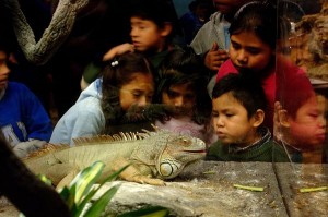 Children and iguana