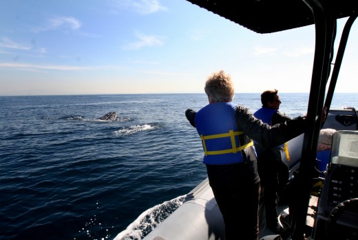 Whale Watching in San Diego - Top Things to Do