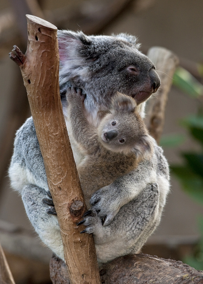 Help name this joey during Koalapalooza.