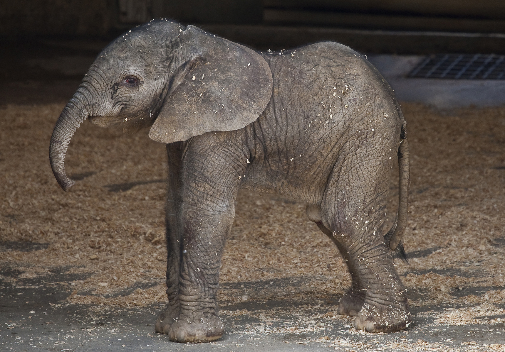 Baby Elephant at San Diego Zoo's Wild Animal Park - San Diego Travel Blog