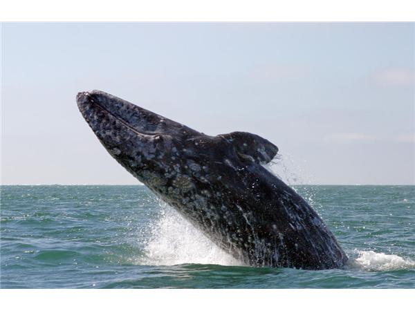 California gray whale breaching off the San Diego coast