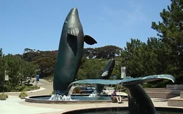 Majestic whale sculptures in front of the Birch Aquarium at Scripps
