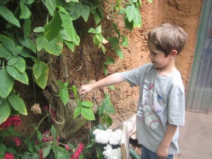 San Diego Zoo Safari Park: Butterfly Jungle