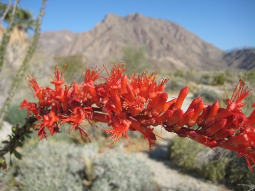 Flowering Ocotillo at Anza-Borrego Visitor Center