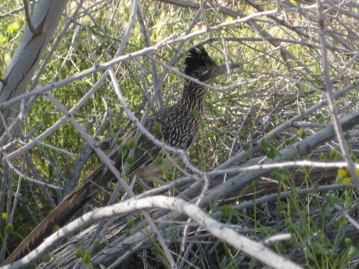 Roadrunner at the Anza-Borrego Visitor Center