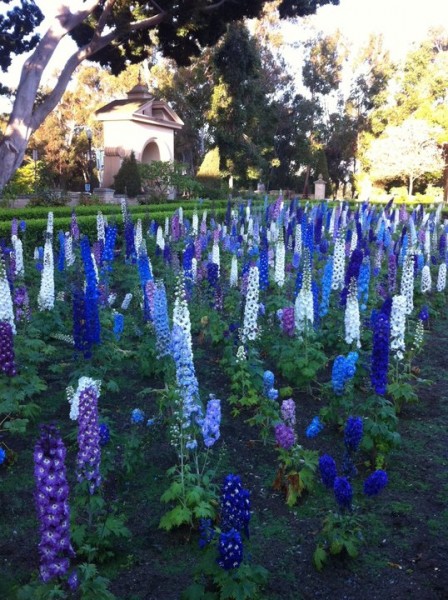 Delphiniums in Balboa Park's Alcazar Garden