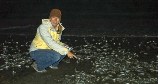 Grunion Run with the Birch Aquarium at Scripps