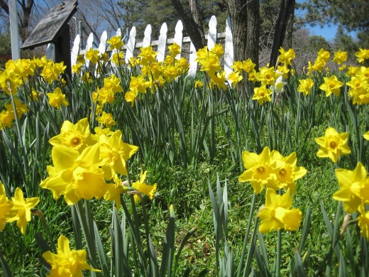 Julian Daffodils