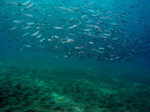 La Jolla Canyon School of Fish