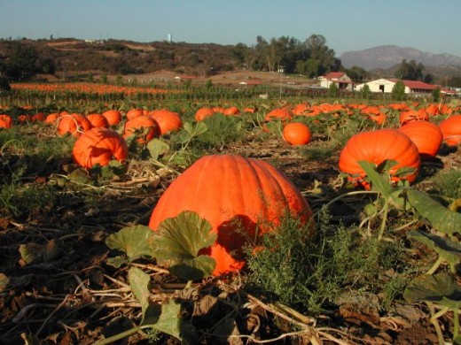 Pumpkin Patch at Bates Nut Farm