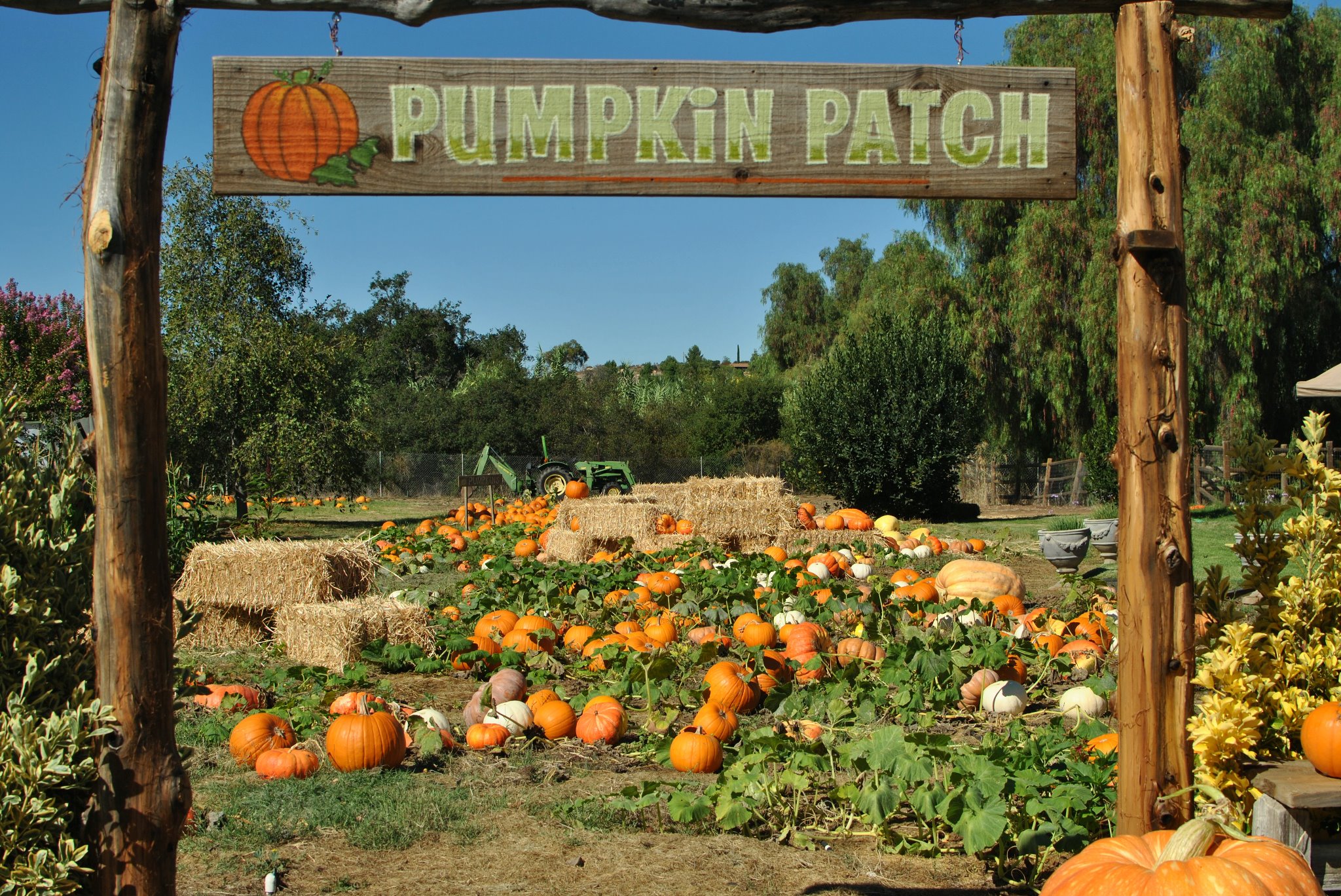 Pumpkin Patch sign and pumpkins at Summer Farms