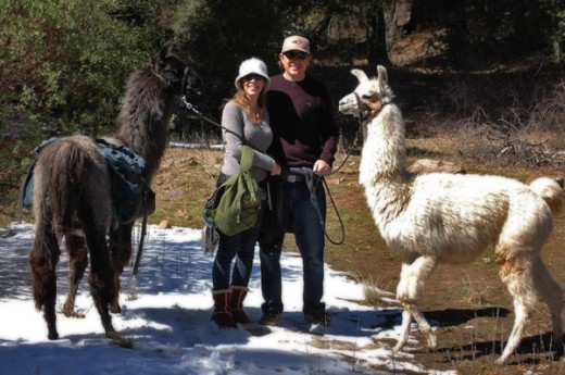 Couple with two Llamas from the Wikiup Bed and Breakfast