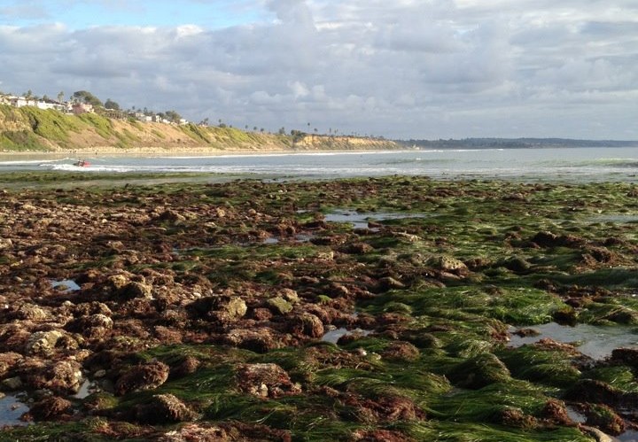 Swami's Tidepools - Encinitas