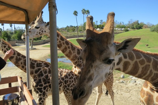 Giraffe Close Up - Caravan Safari - San Diego Zoo Safari Park