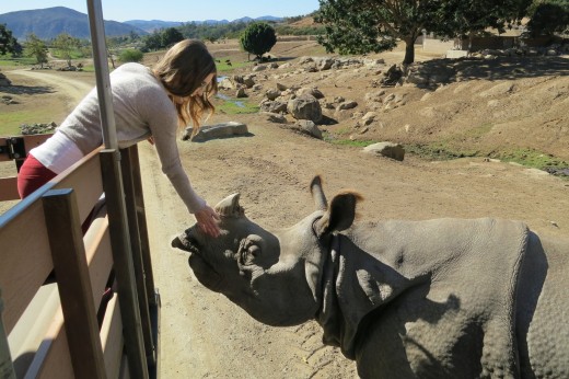 Petting a Rhino - Caravan Safari - San Diego Zoo Safari Park