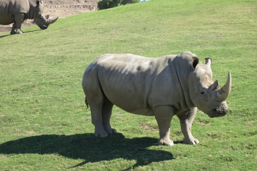 White Rhino - Caravan Safari - San Diego Zoo Safari Park