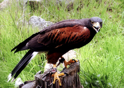 Harri Hawk -  one of the raptors you may spot at HawkWatch!