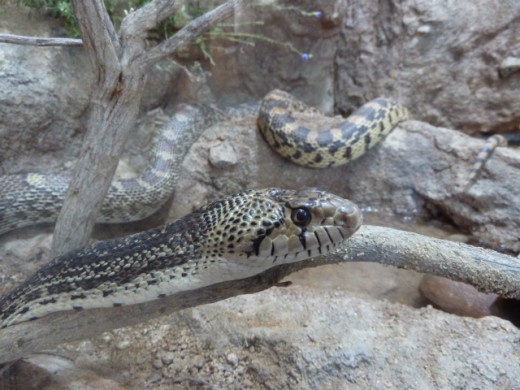 San Diego Gopher Snake - San Diego Zoo Reptile Walk