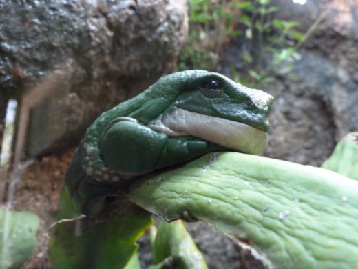 Reptile Walk - Mexican Giant Tree Frog