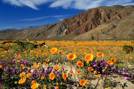 Anza-Borrego Desert Wildflower Season