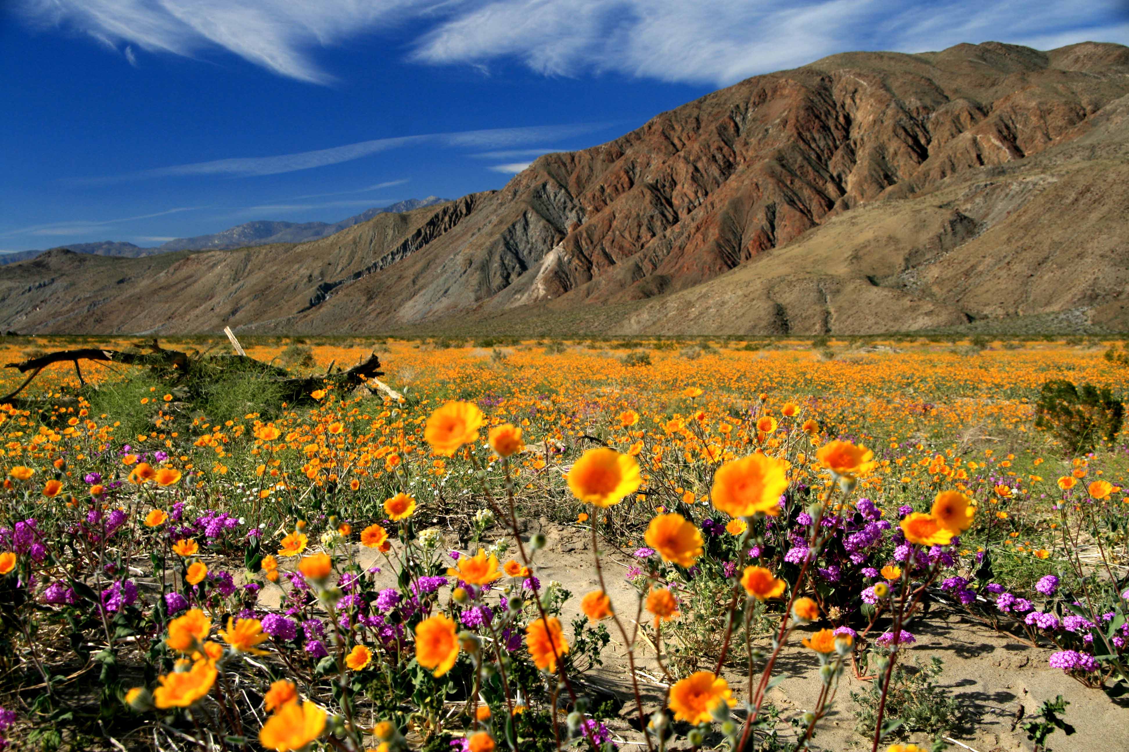 Spectacular Anza-Borrego Desert wildflowers!