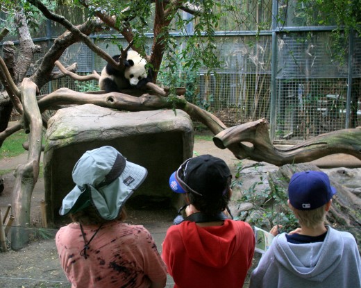 Checking out the Panda - San Diego Zoo
