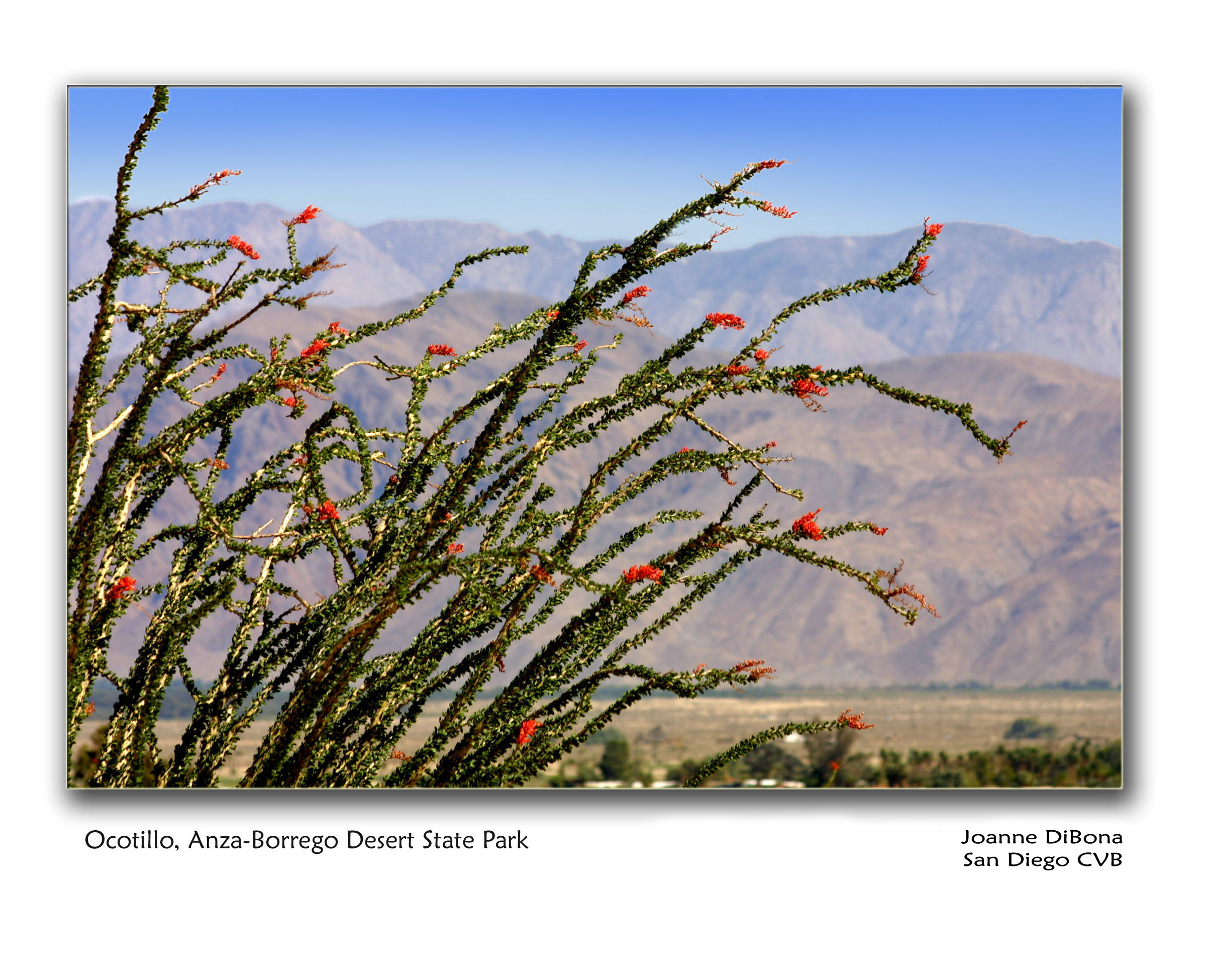 Ocotillo Anza-Borrego Desert State Park