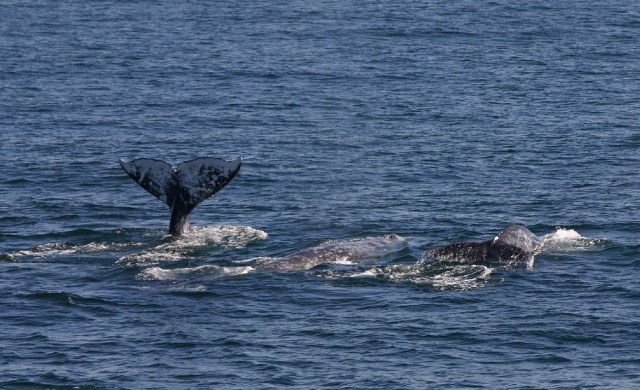 If you're lucky, you can spot a whale breaching the surface along the San Diego coastline.