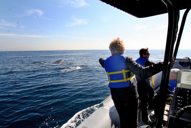 The six-passenger Rigid Inflatable Boat--RIB Ride--tour can get extremely close to marine life and are easily maneuverable around the whales.  