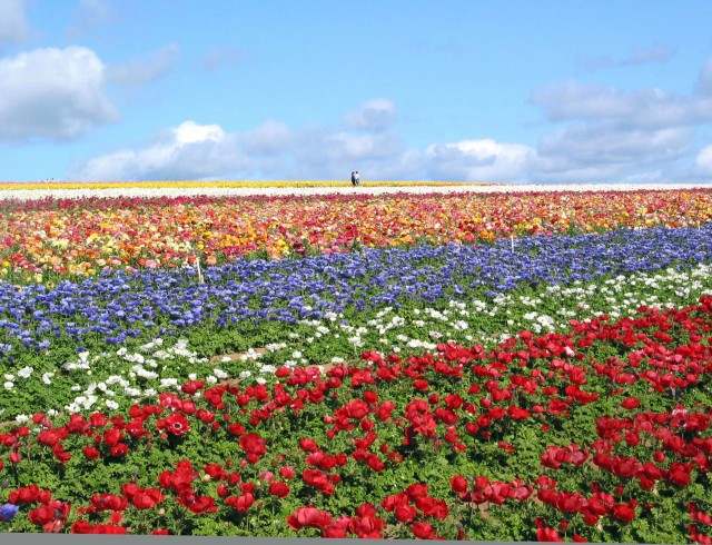 The Carlsbad Flower Fields