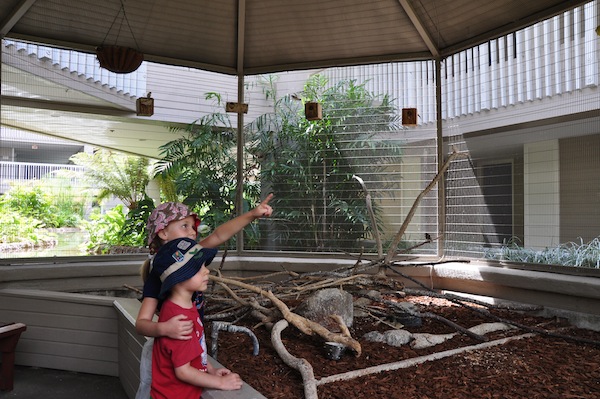 Tweet! Aviary at Coronado Island Marriott Resort