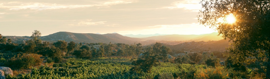 Scenic vineyards at Milagro Farm