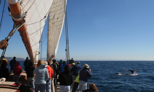 Whalewatching from The America Yacht, San Diego