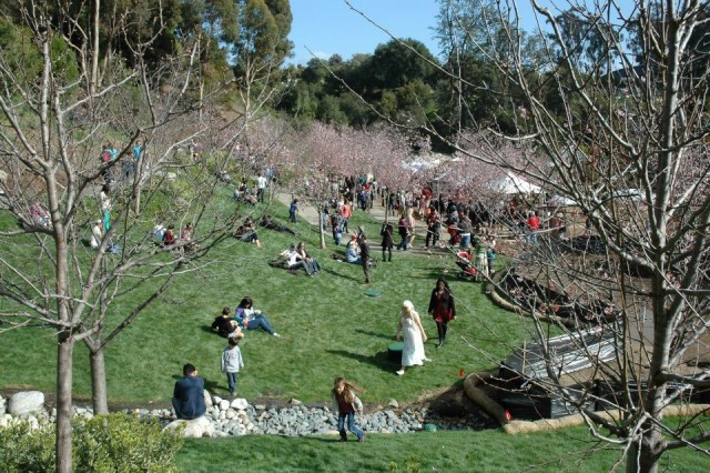 Japanese Friendship Gardens Annual Cherry Blossom Festival