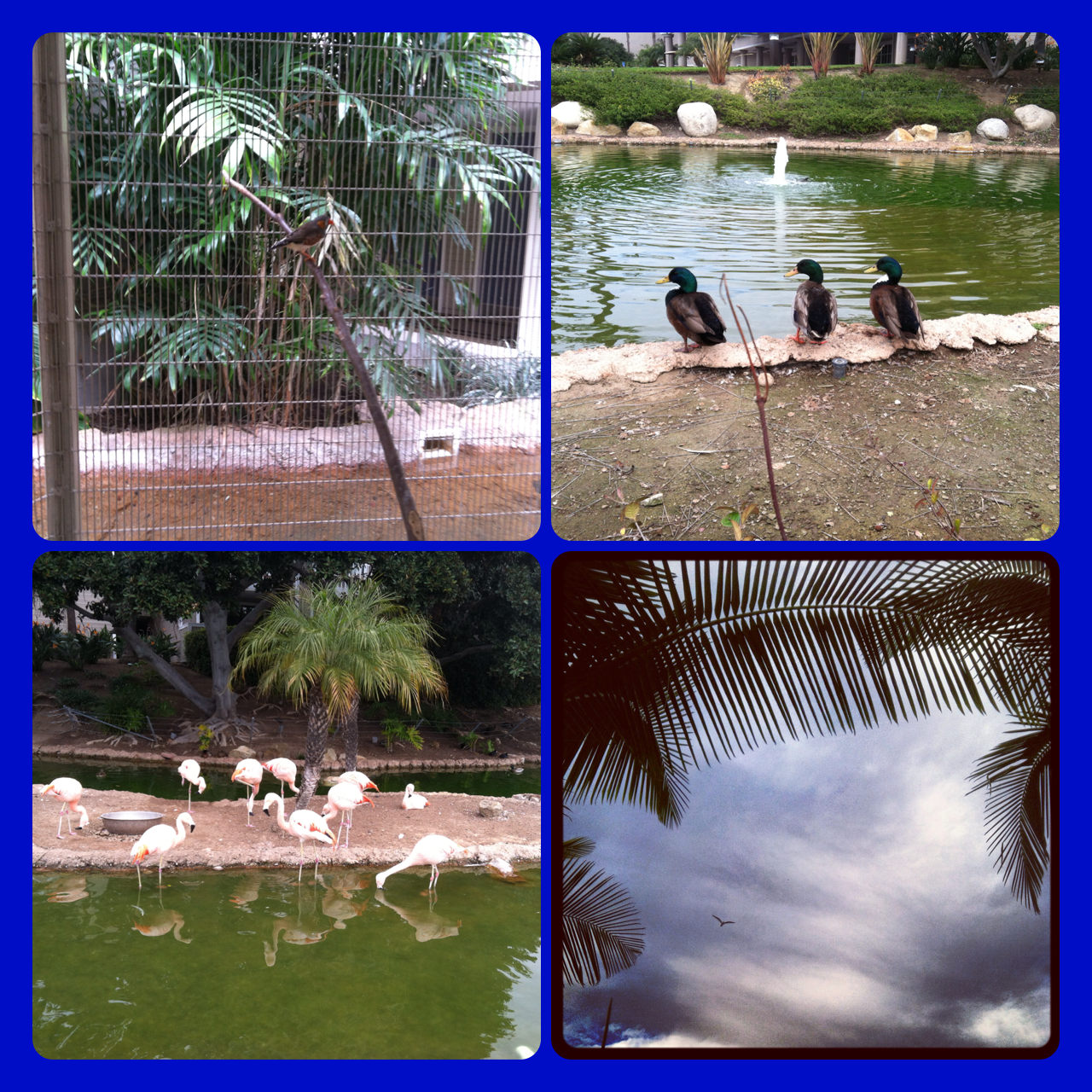 Flamingos, finches and ducks - oh my! - at the Coronado Island Marriott