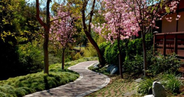 japanese friendship garden cherry blossom