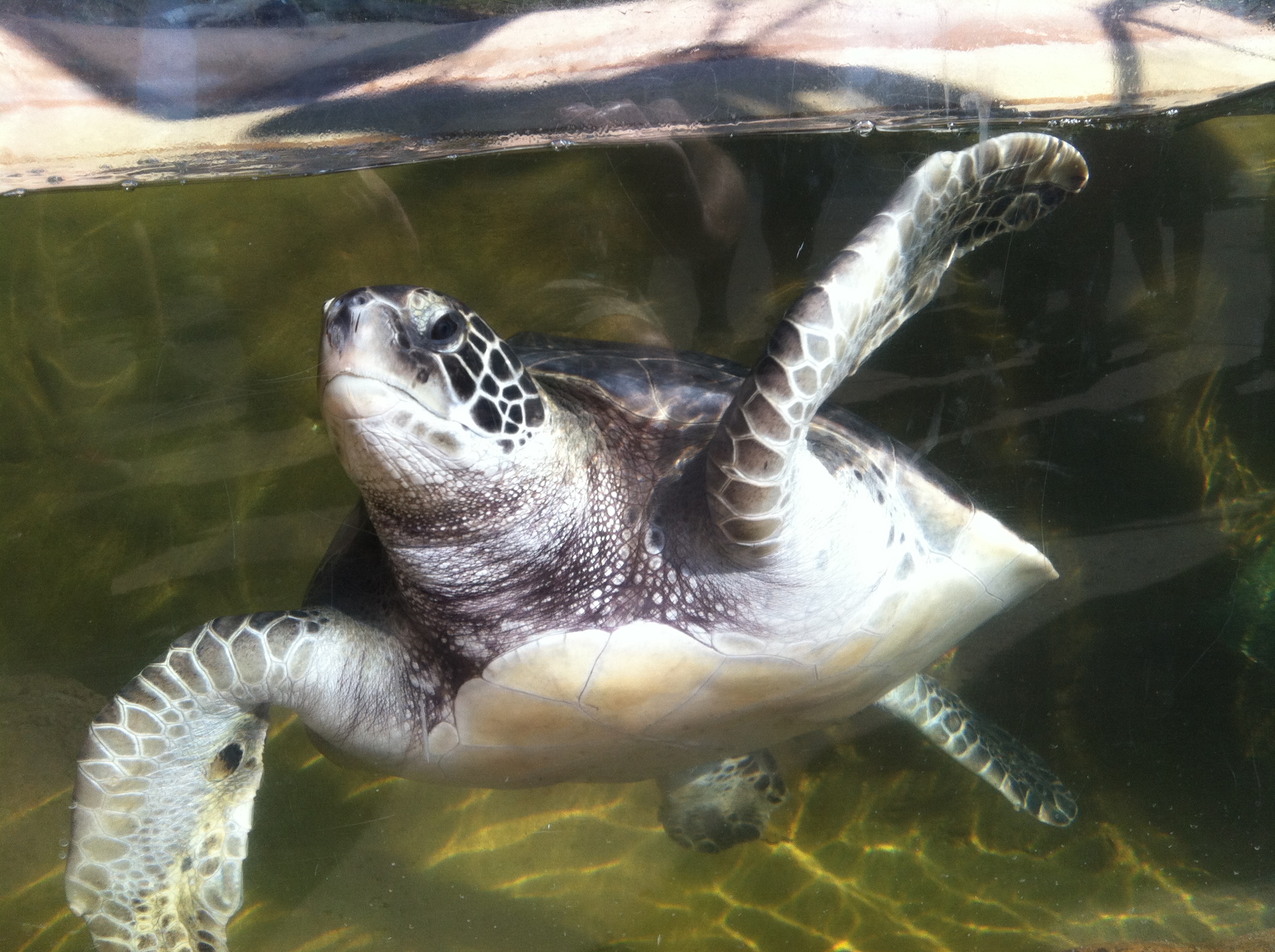 See sea turtles up close at Living Coast Discovery Center.