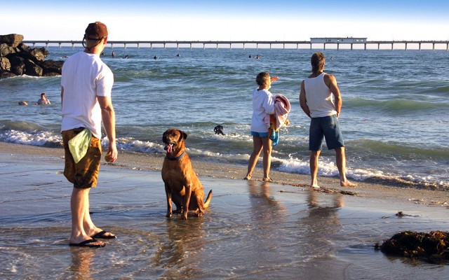 Ocean Beach Dog Beach