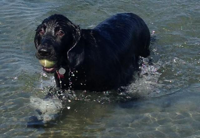 Jeremy Loves San Diego's Dog Beaches