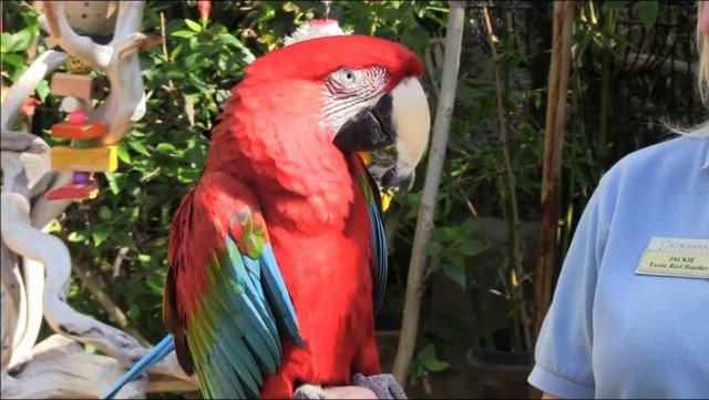 Meet a parrot named Cornell at Catamaran Resort!