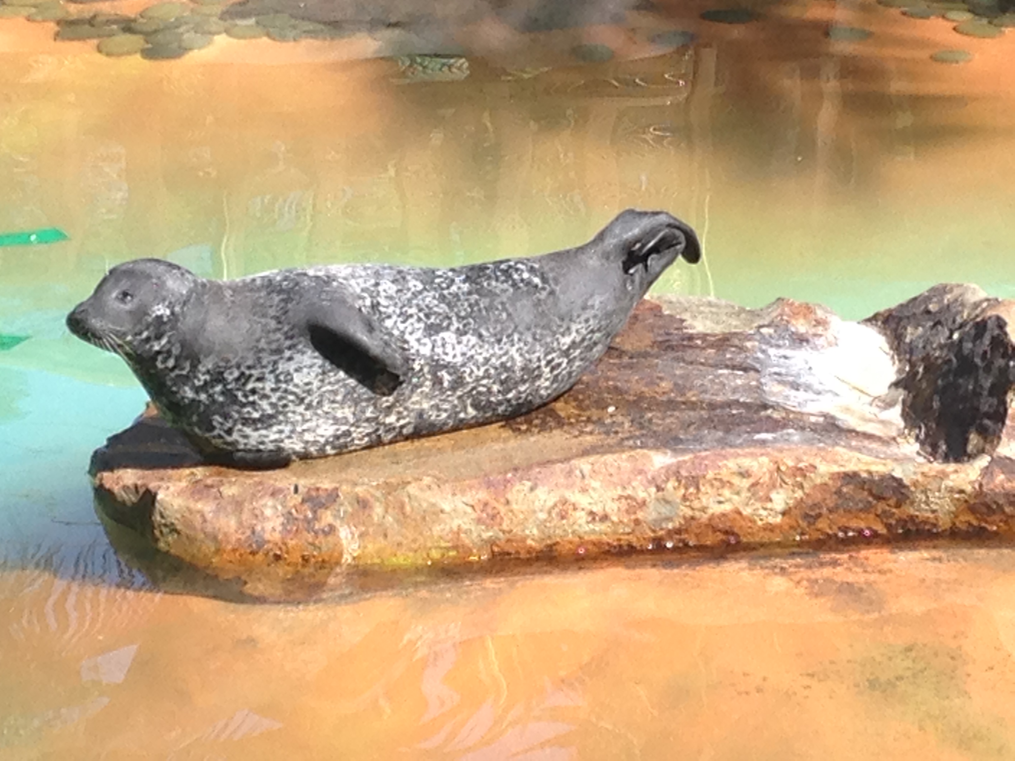 Gracie the seal basking in the sun at Bahia Resort