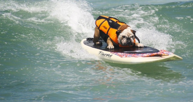 Unleashed by Petco Surf Dog Competition - Top Things to Do in San Diego