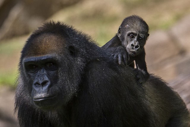 Baby gorilla at San Diego Zoo Safari Park enjoys the ride. Photo courtesy Ken Bohn.