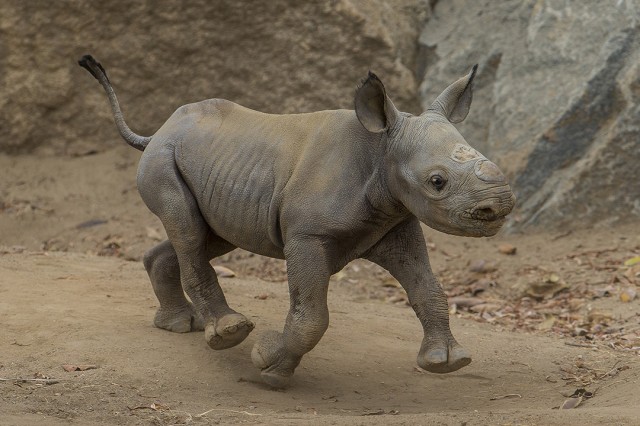 Black rhino baby takes charge at San Diego Zoo Safari Park courtesy Ken Bohn.