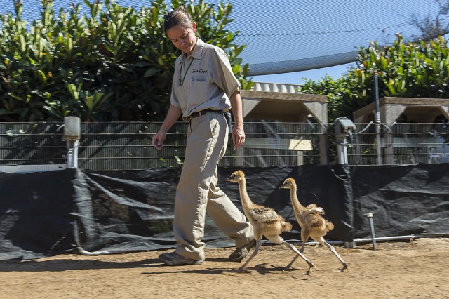 Crowned crane chicks take a walk, courtesy Ken Bohn, San Diego Zoo Safari Park